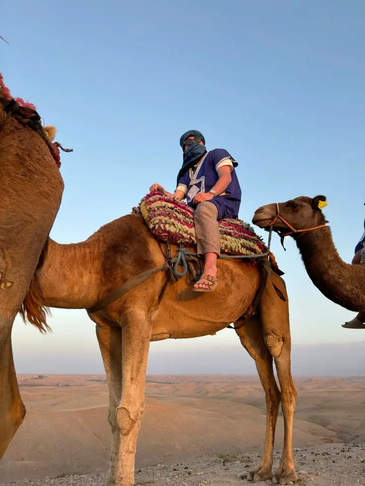 Camel Ride Marrakech Prices